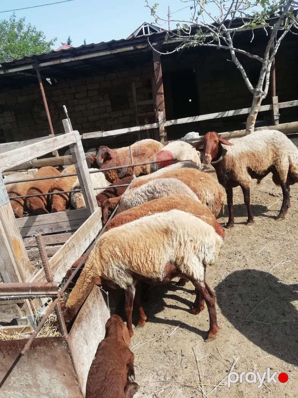 Qoyun sürüsü – yerli ətlik-yunlu tip - Növ: yerli xallı/qaradolaq — Kənd təsərrüfatı heyvanları, Fatmayı (3)