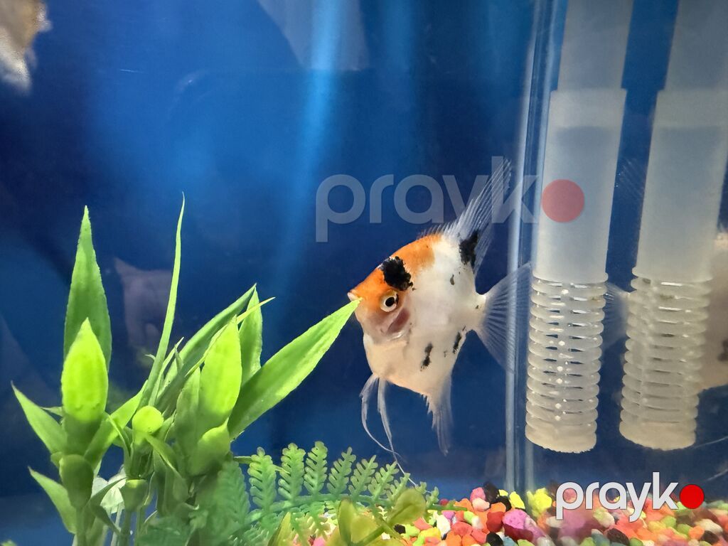 Dördbucaq akvarium, Balıqlarla birlikdə, 10 l, Ünvandan götürmə — Akvariumlar və balıqlar, Bakı (6)