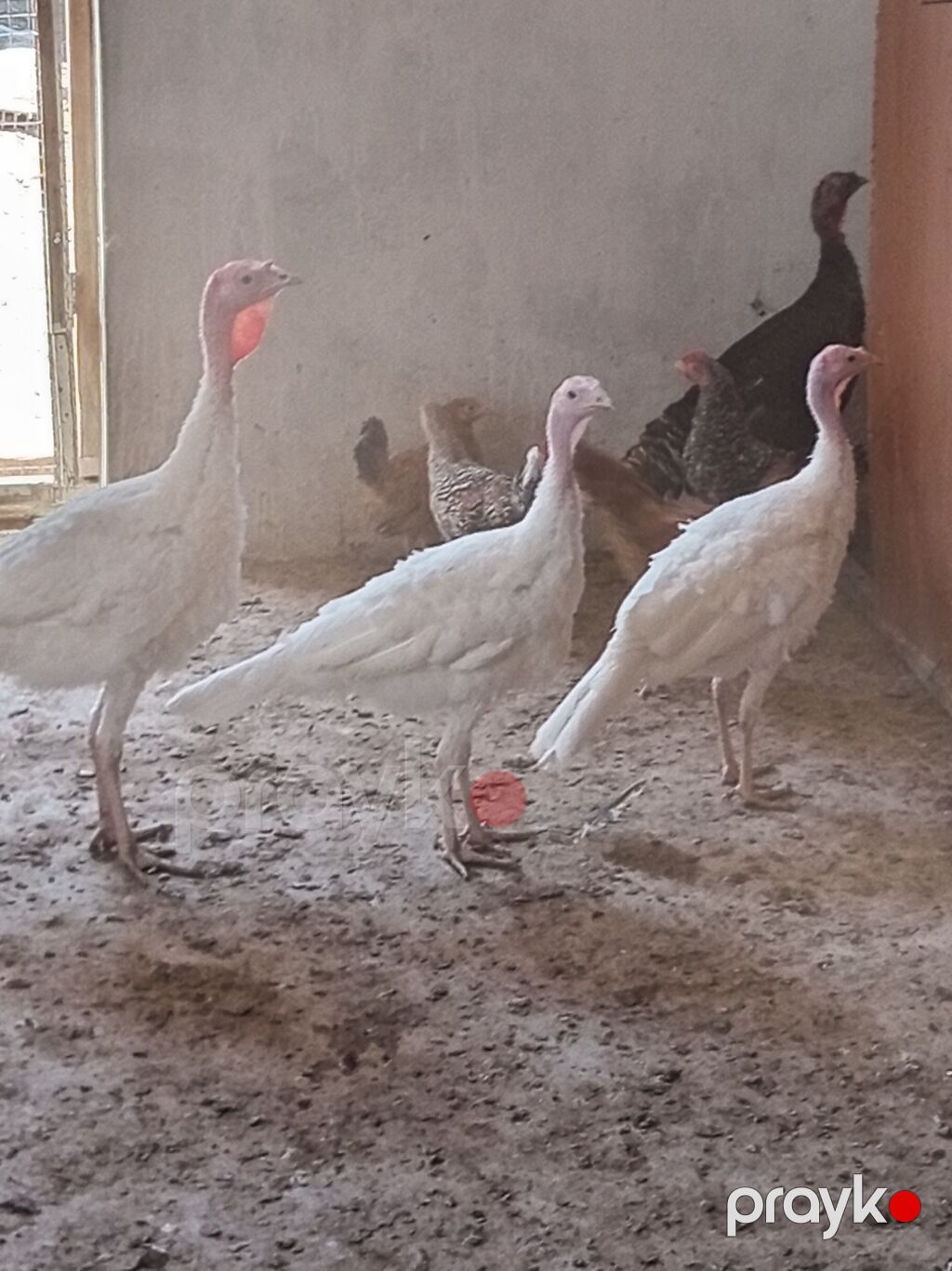 Ağ hindtoyuqlar – 3 baş - Cins: ağ (yüngül tip), uzun ayaqlı, sürətlə — Digərləri, Digah