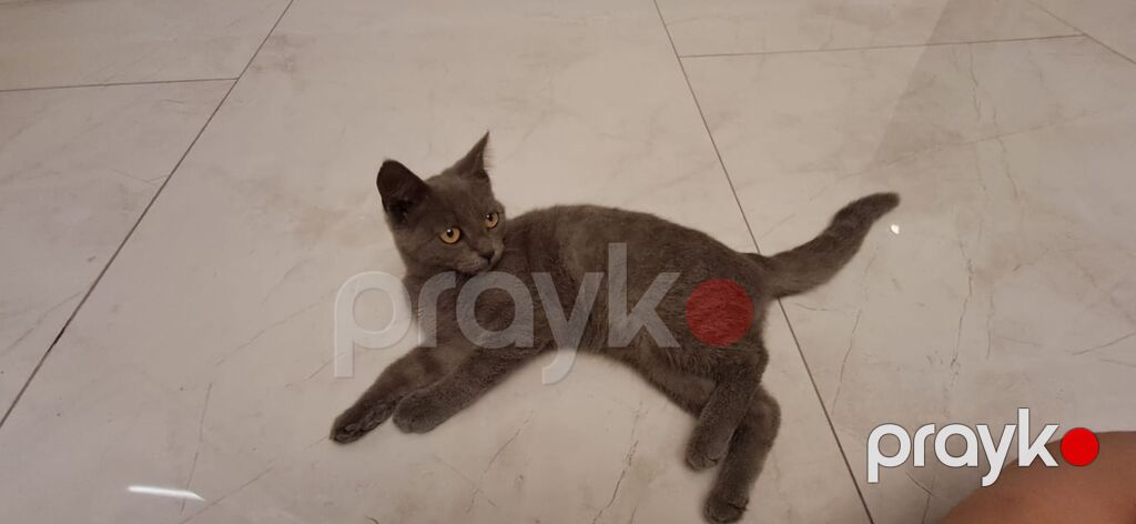 Britan, Dişi — Pişiklər, Bakı