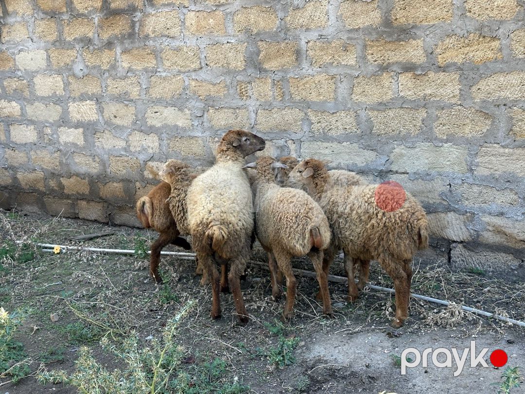 Qarabağ qoyunları — Kənd təsərrüfatı heyvanları, Bakı (3)