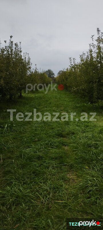 Quba rayonu Paşa oba kendində bağ sahəsi satilir — Torpaq, Quba (6)