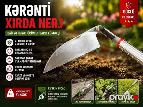 Kərənti xırda nerj — Bakı