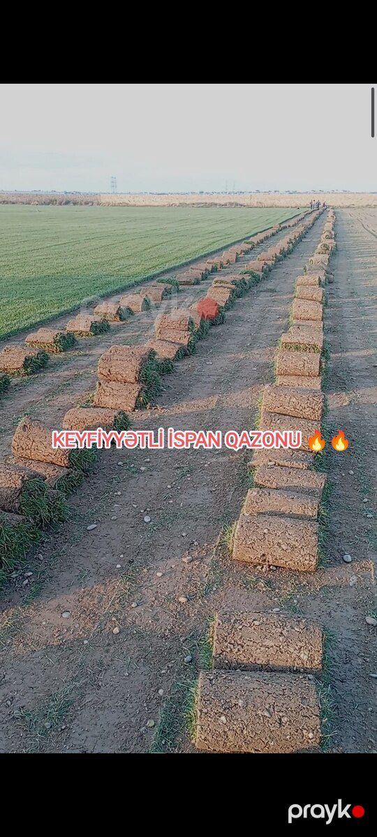 Qazon — Bitkilər, Bakı (2)