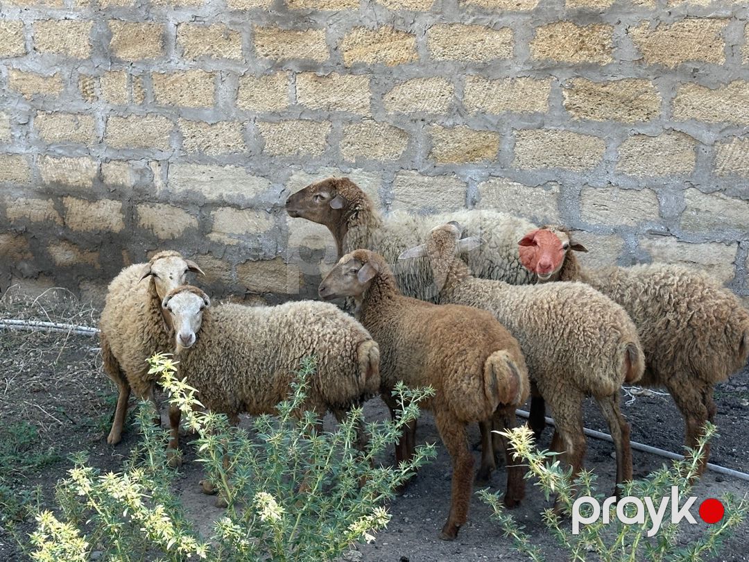 Qarabağ qoyunları — Kənd təsərrüfatı heyvanları, Bakı (6)