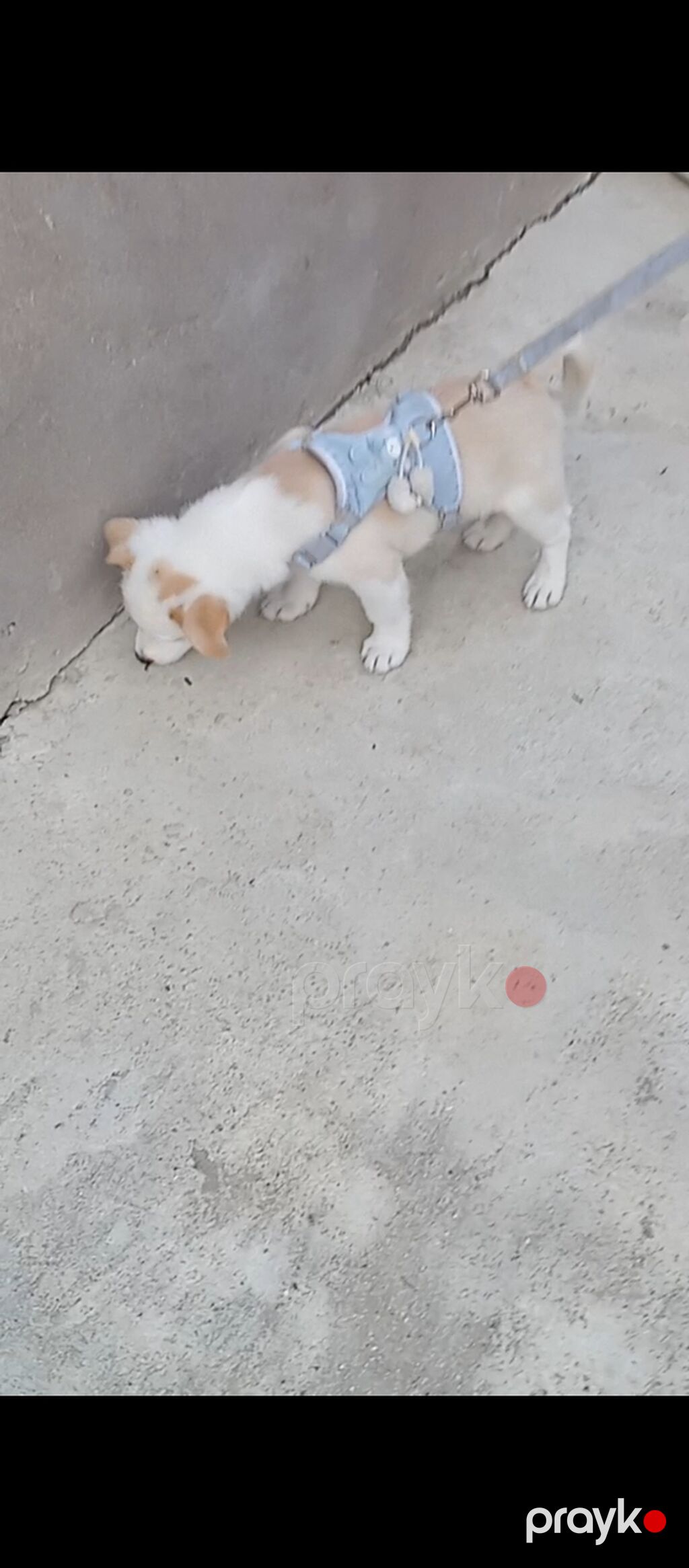 2 ay — Köpəklər, Xırdalan (2)
