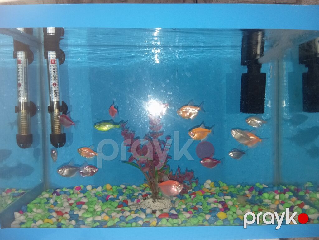 *Akvaryum Satılır - Mərdəkan* Ölçü: Eni 46 sm / Uzunluğu 30 sm — Akvariumlar və balıqlar, Bakı (5)