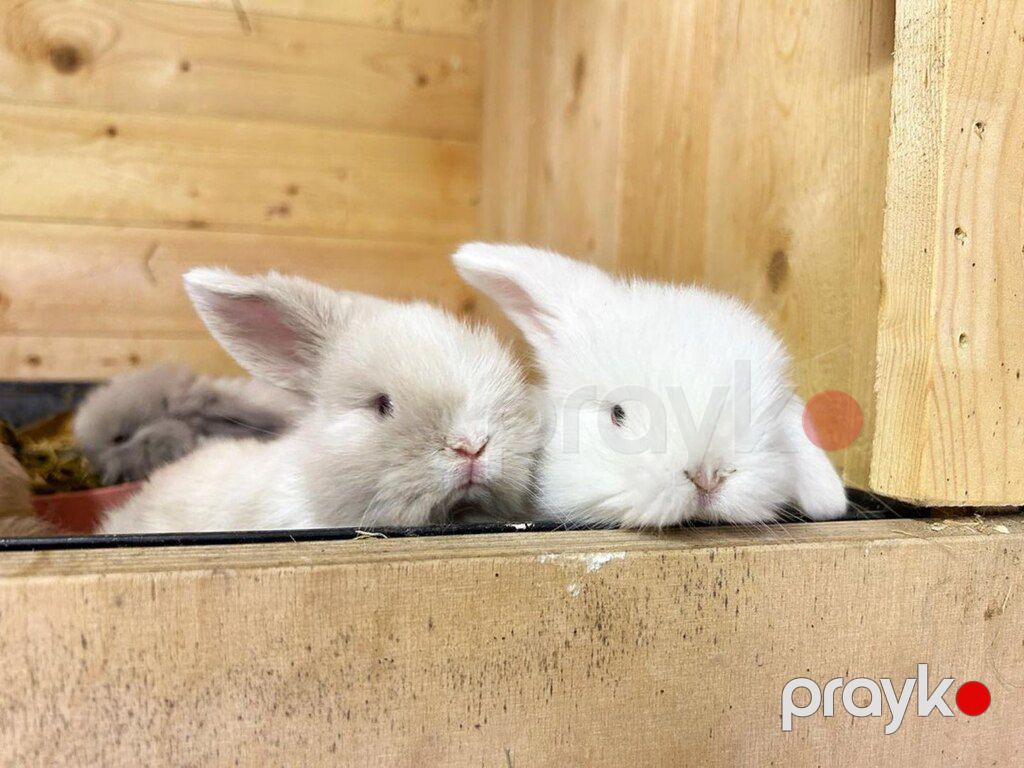 Mini lop dovşan — Dovşanlar, Xırdalan (8)