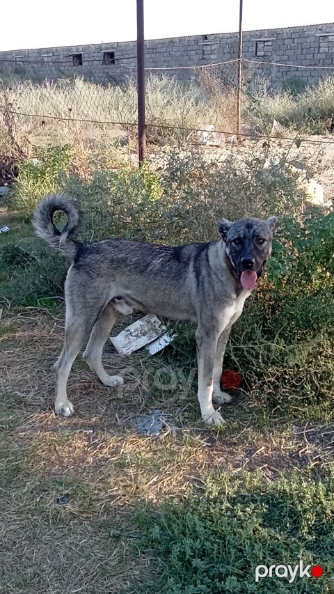 Qurdbasar, 11 ay, Erkək, Peyvəndli, Ödənişli çatdırılma — Digah