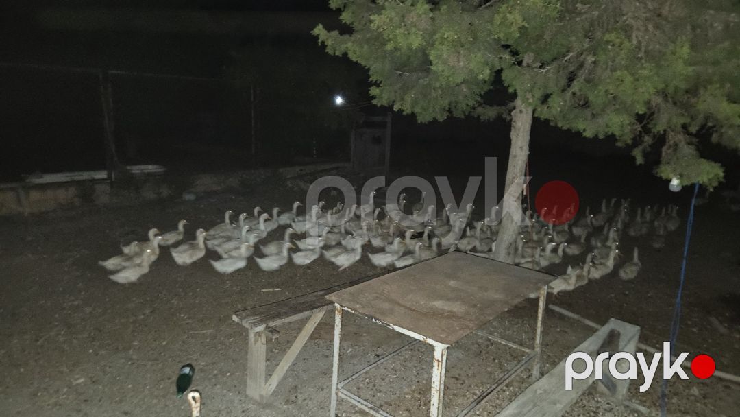 Ördək — Quşlar, Sumqayıt (4)