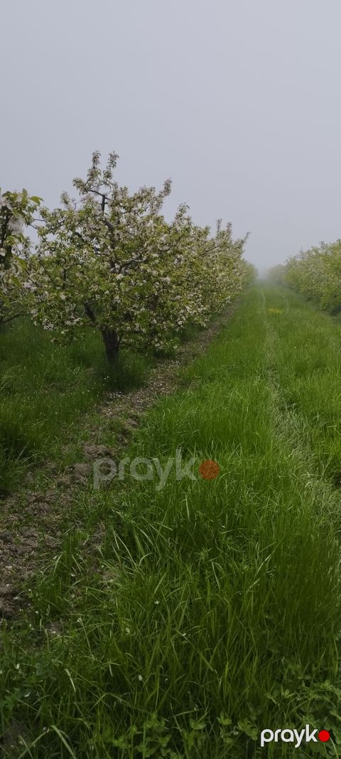 Satış: Torpaq, 115 sot, Quba rayon pasa oba kendi