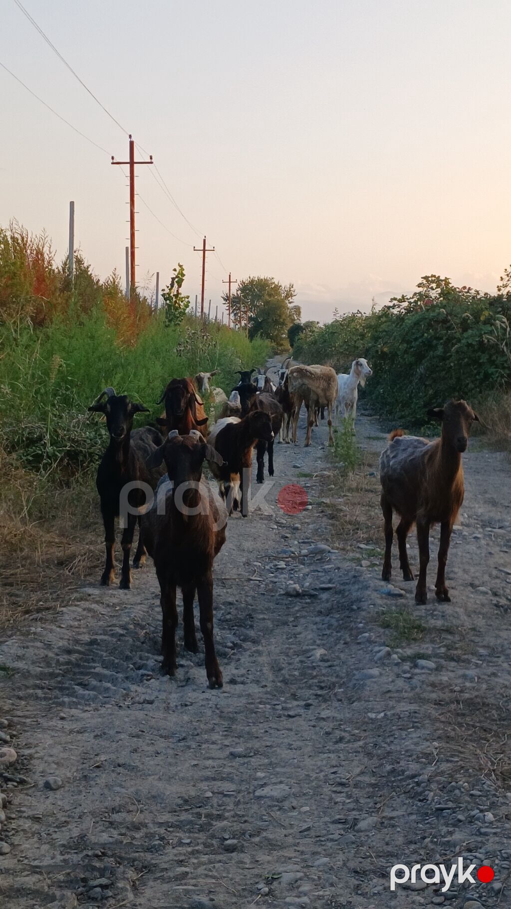 Dişi, il: 2, Damazlıq, Ünvandan götürmə — Kənd təsərrüfatı heyvanları, Quba (2)