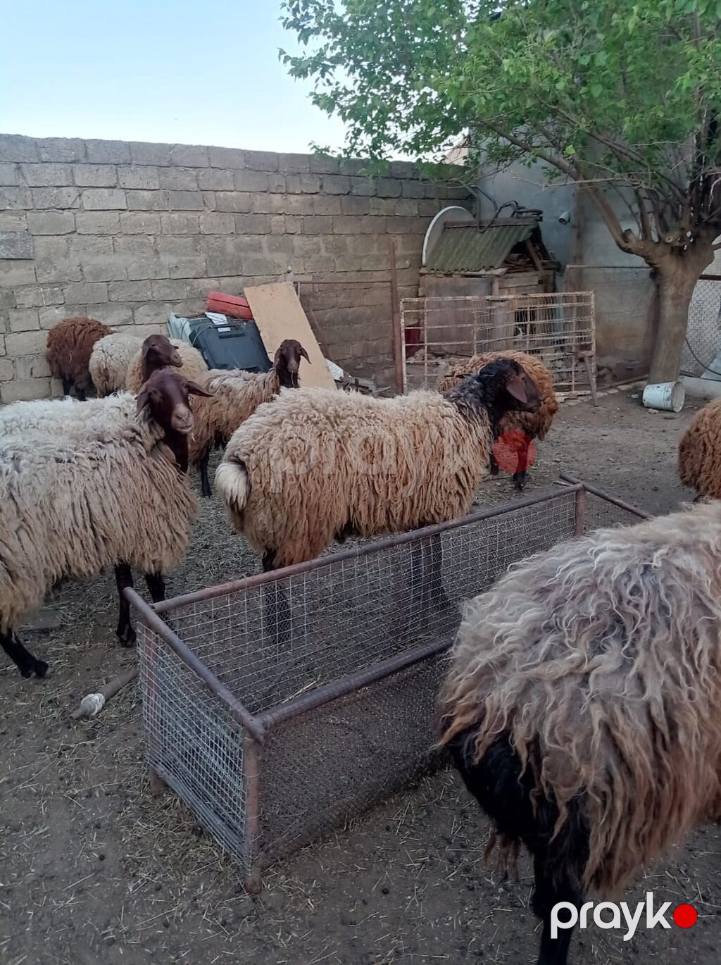 Qoyun sürüsü – yerli ətlik-yunlu tip - Növ: yerli xallı/qaradolaq — Kənd təsərrüfatı heyvanları, Fatmayı (8)