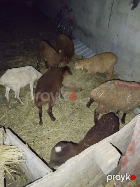 Qoyun və quzu sürüsü - Şəkillərdə müxtəlif rənglərdə (qəhvəyi, ağ — Digah