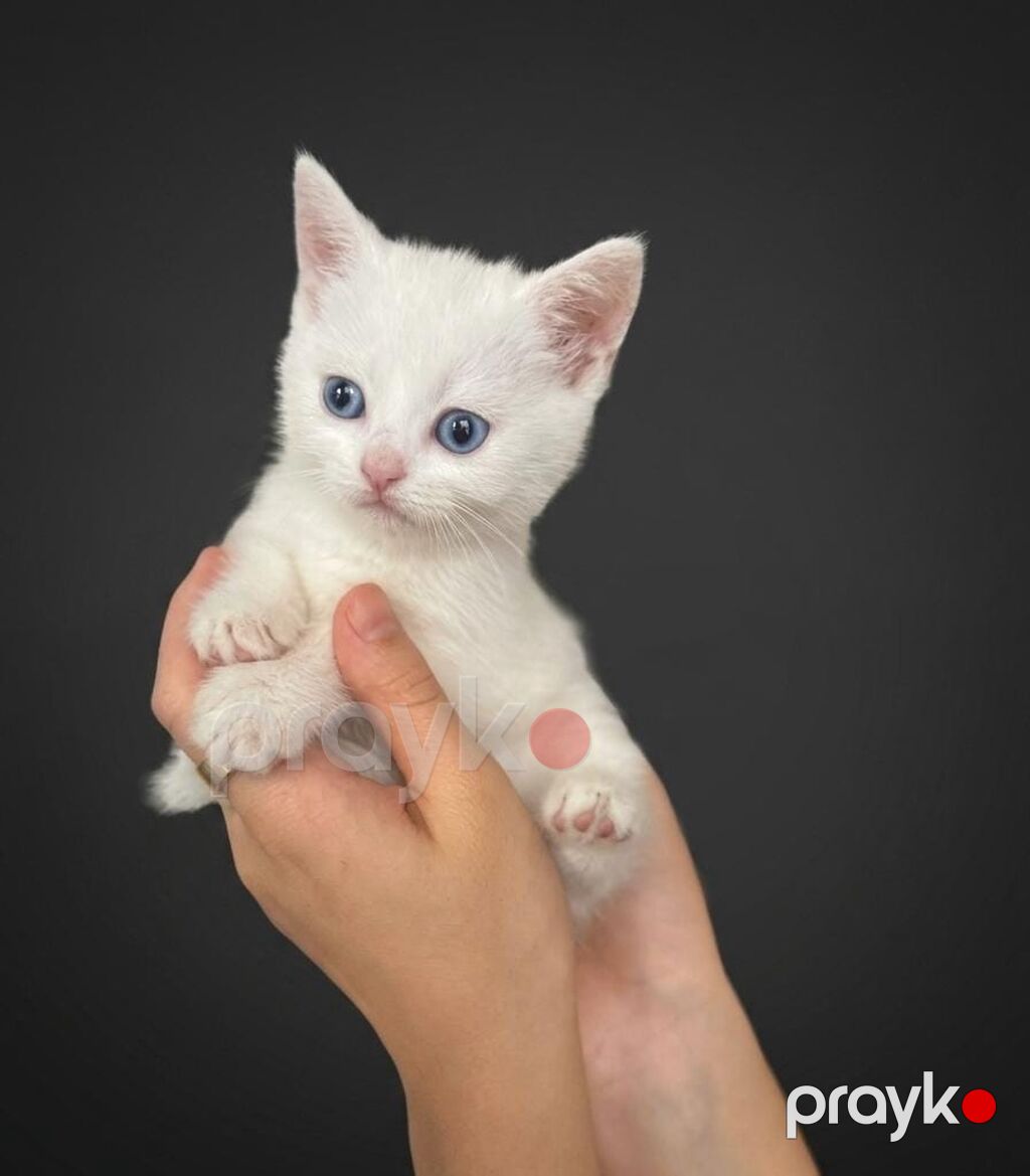 Yaxşı əllərə — Pişiklər, Gəncə (4)