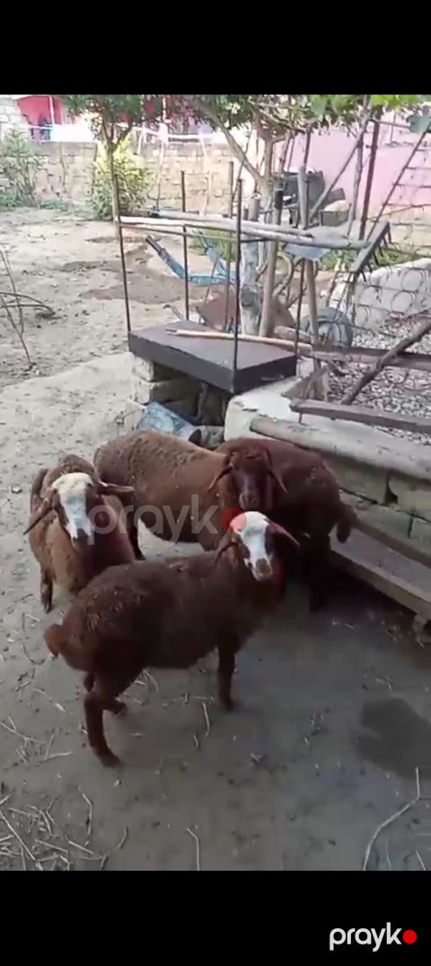 Dişi, Qala, il: 1, Damazlıq — Xırdalan