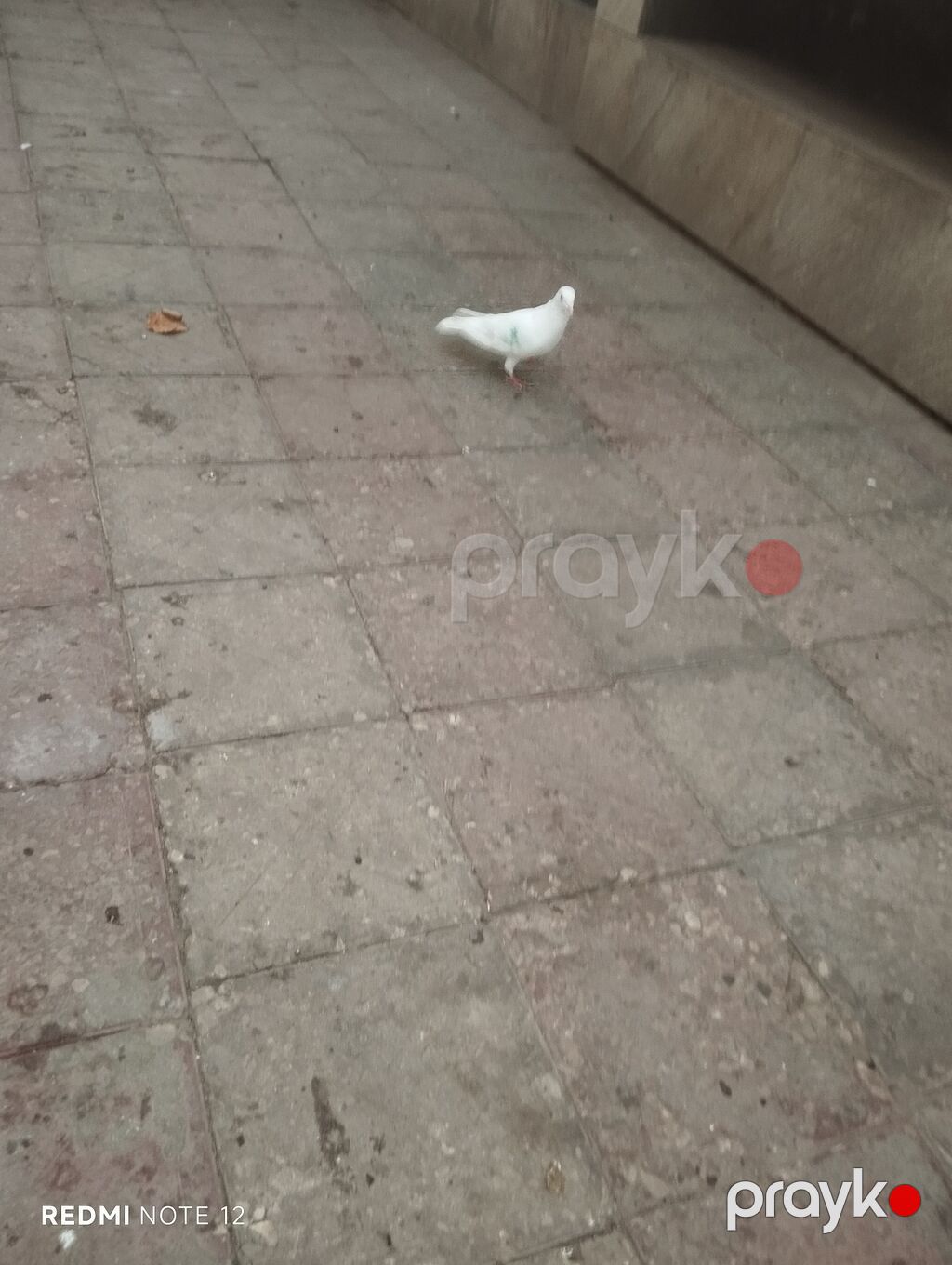 Ağ drakon cavan erkək,kesikde tutulub.Drakon saxlamadiğim üçün — Göyərçin, Digah (4)