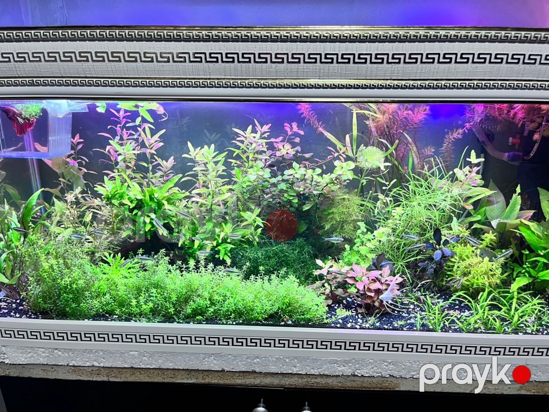 Akvarium və dolab — Akvariumlar və balıqlar, Bakı