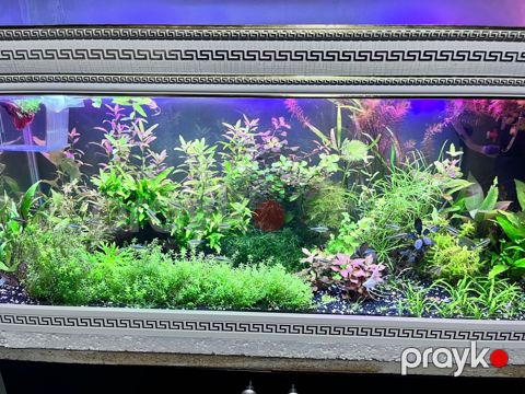 Akvarium və dolab — Bakı