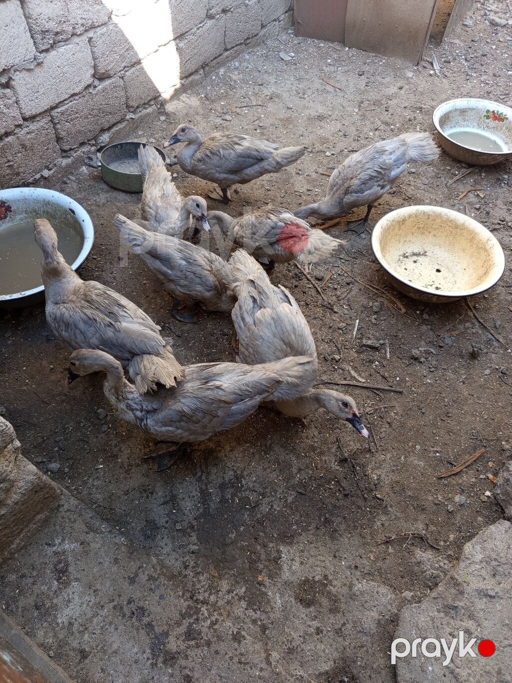 Təmiz Lavanda cinsindendi. 6- ayliqdilar erkey disi var 9denedi. Biri — Digərləri, Bakı (2)