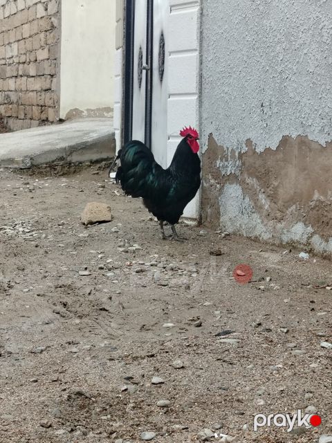 Avstralorp xoruzu — Bakı