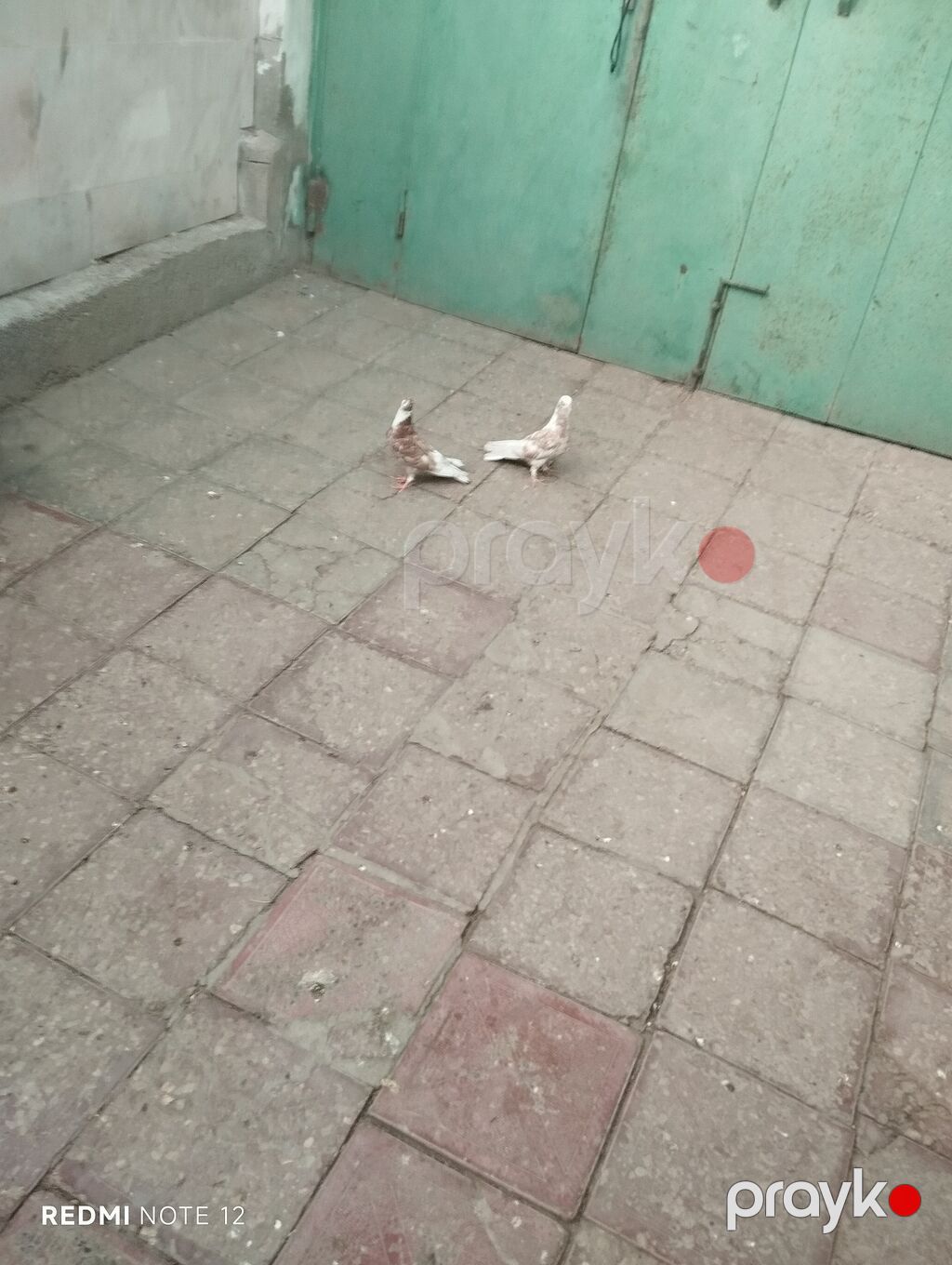 Biri erkək,biri mayadır.Kəvən quşlardir.Iran cinsleridir.Qiymet cütüne — Göyərçin, Digah (3)