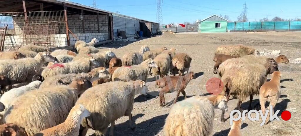 Erkək, il: 1, Damazlıq, Pulsuz çatdırılma — Kənd təsərrüfatı heyvanları, Yevlax (4)