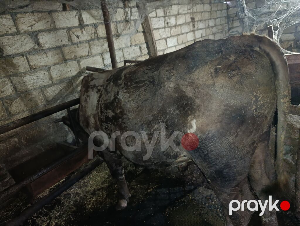 Erkək, il: 1, Ətlik — Kənd təsərrüfatı heyvanları, Novxanı (3)