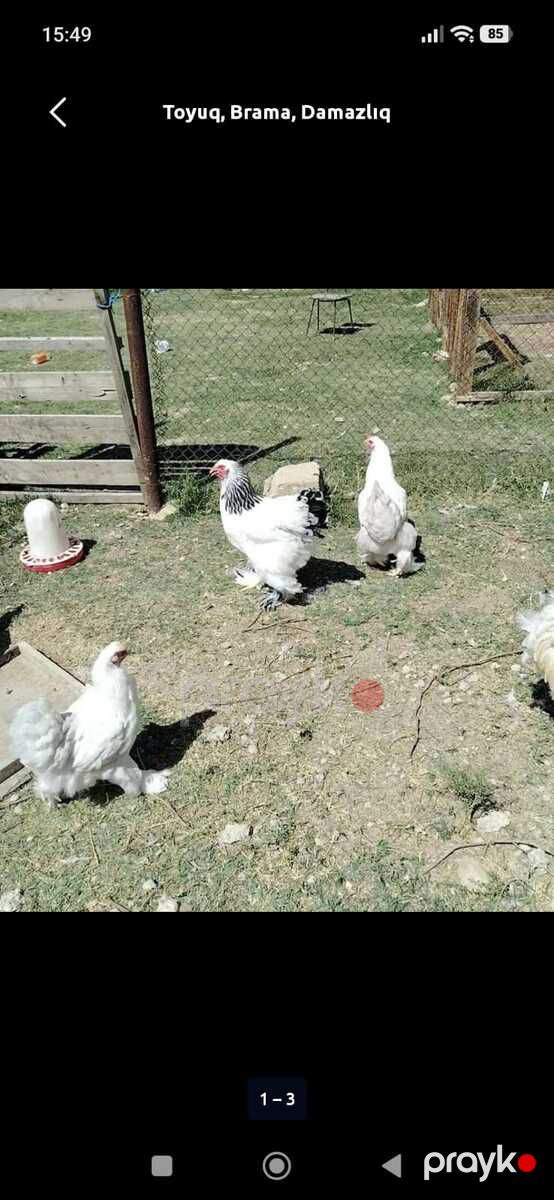 Brama — Quşlar, Hacıqabul (2)