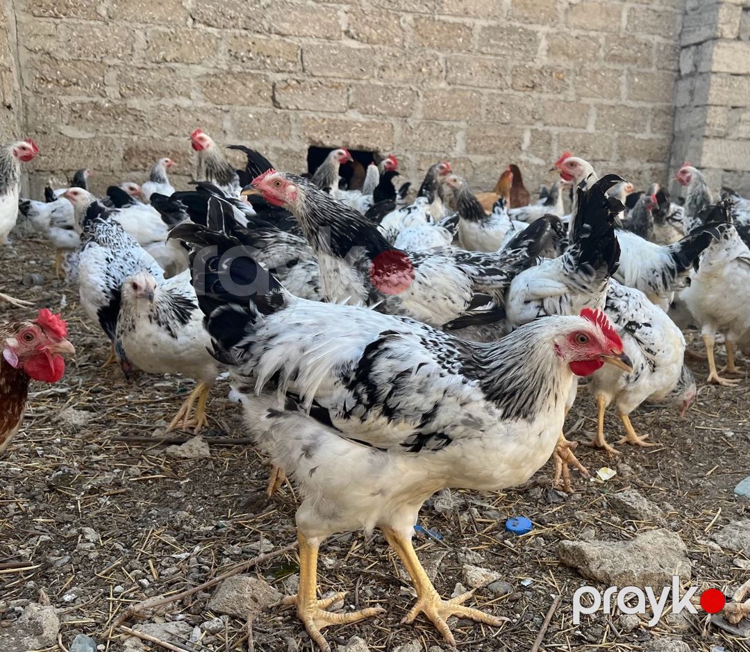 Serebrist toyuq və xoruzlar — Quşlar, Bakı (2)