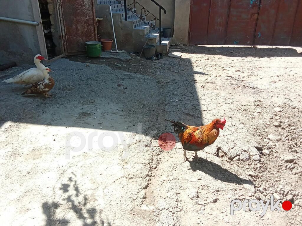 Salam öz qabpımın heyvalarıdı tərgidirəm deyə bu qiymətə qoymuşam 2 — Digərləri, Masazır (6)