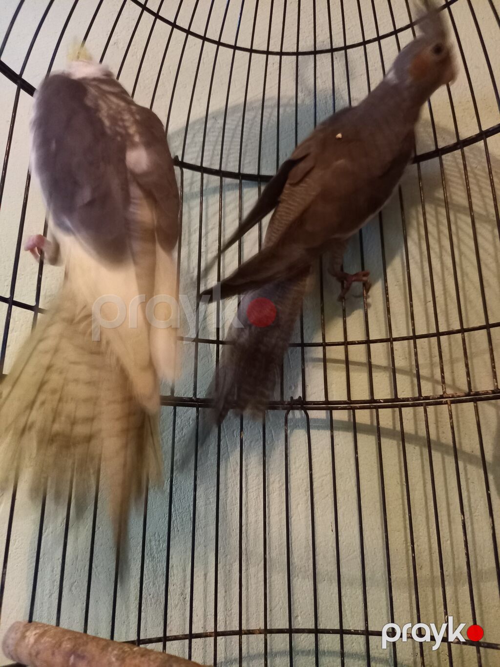 Nimfa (Cockatiel) cütü – qəfəs ilə 70.manat. qefesız.50.m. sultan — Tutyun papağayı, Digah (4)