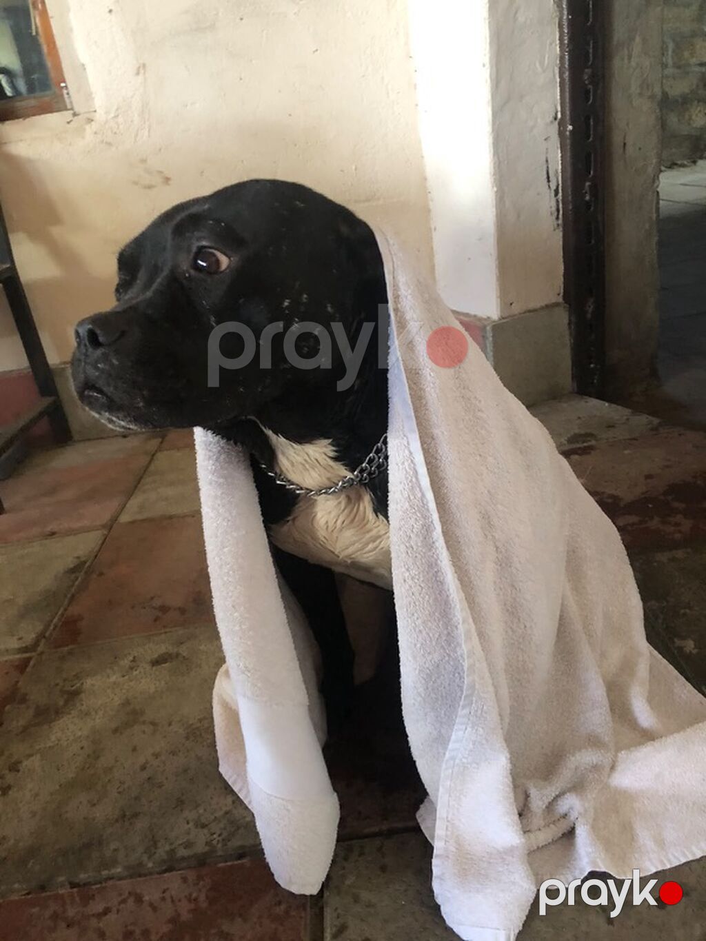Pitbul, Erkək — Köpəklər, Bakı (4)