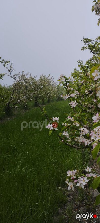 Torpaq sahəsi, 115 sot, Bağ təyinatlı, Kupçalı, Quba r. Pasaoba kəndi — Torpaq, Abşeron (5)
