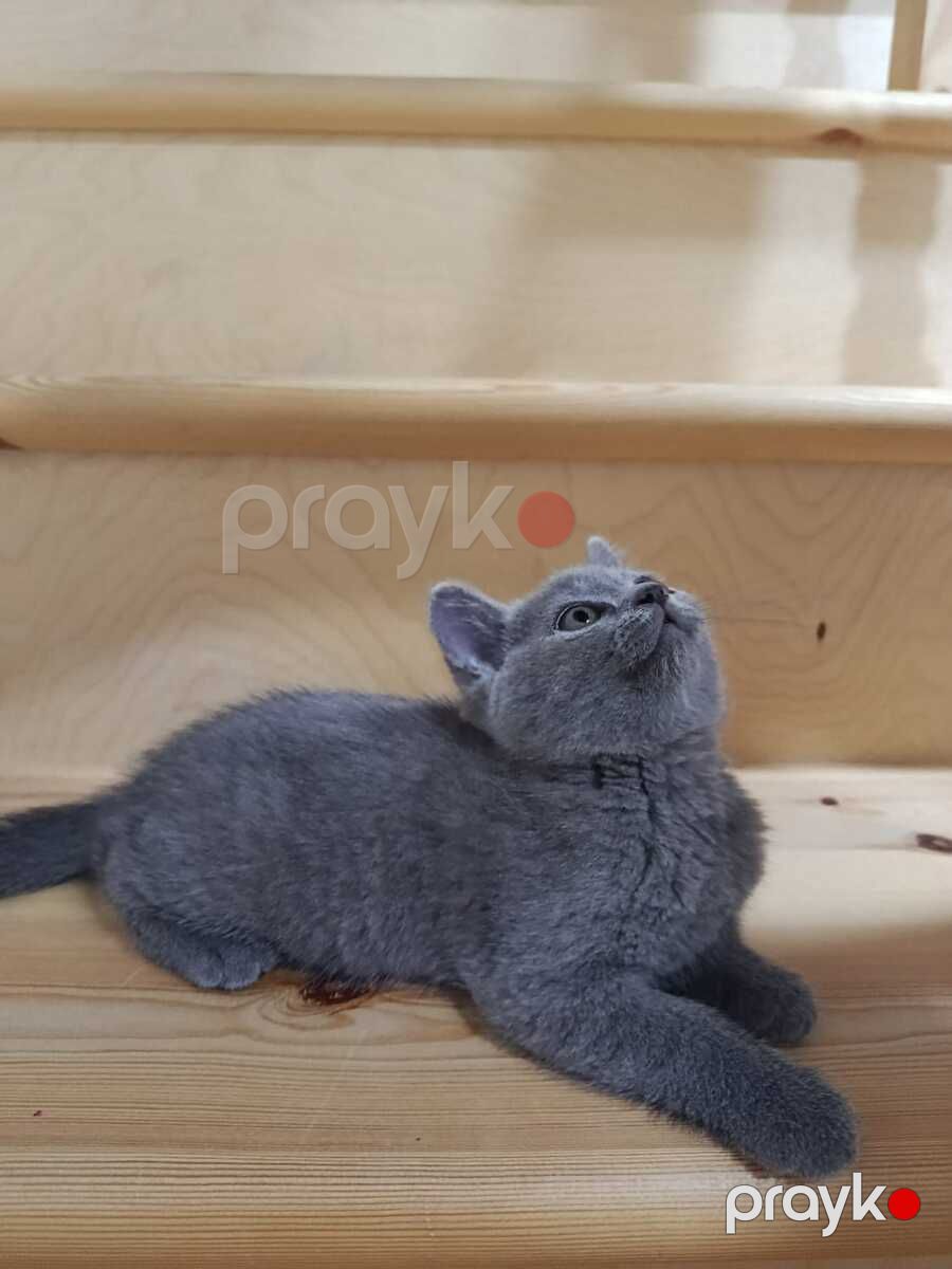 Britan pişik balaları — Pişiklər, Bakı (9)