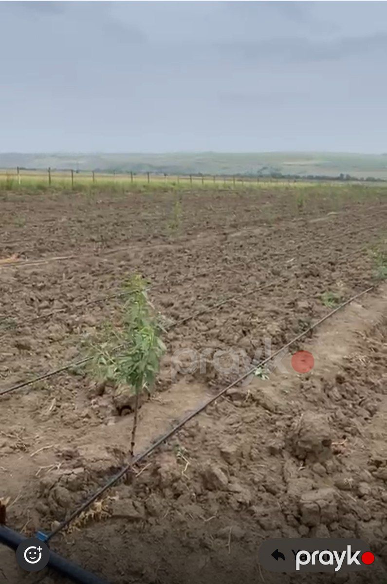 100 sot torpaq sahəsi, Şamaxı r — Torpaq, Şamaxı (3)