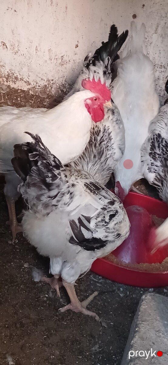 Xoruzlar — Quşlar, Bakı (4)