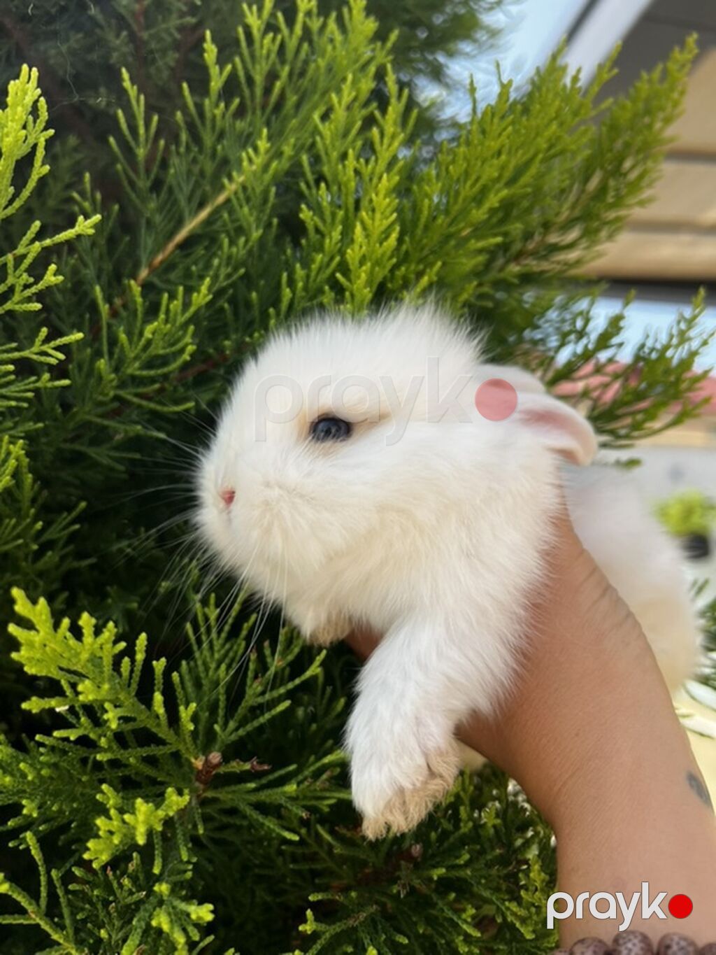 1 aylıq balaca Hazırda məndə bu çox şirin dovşanım var Çox şirin — Dovşanlar, Digah (3)