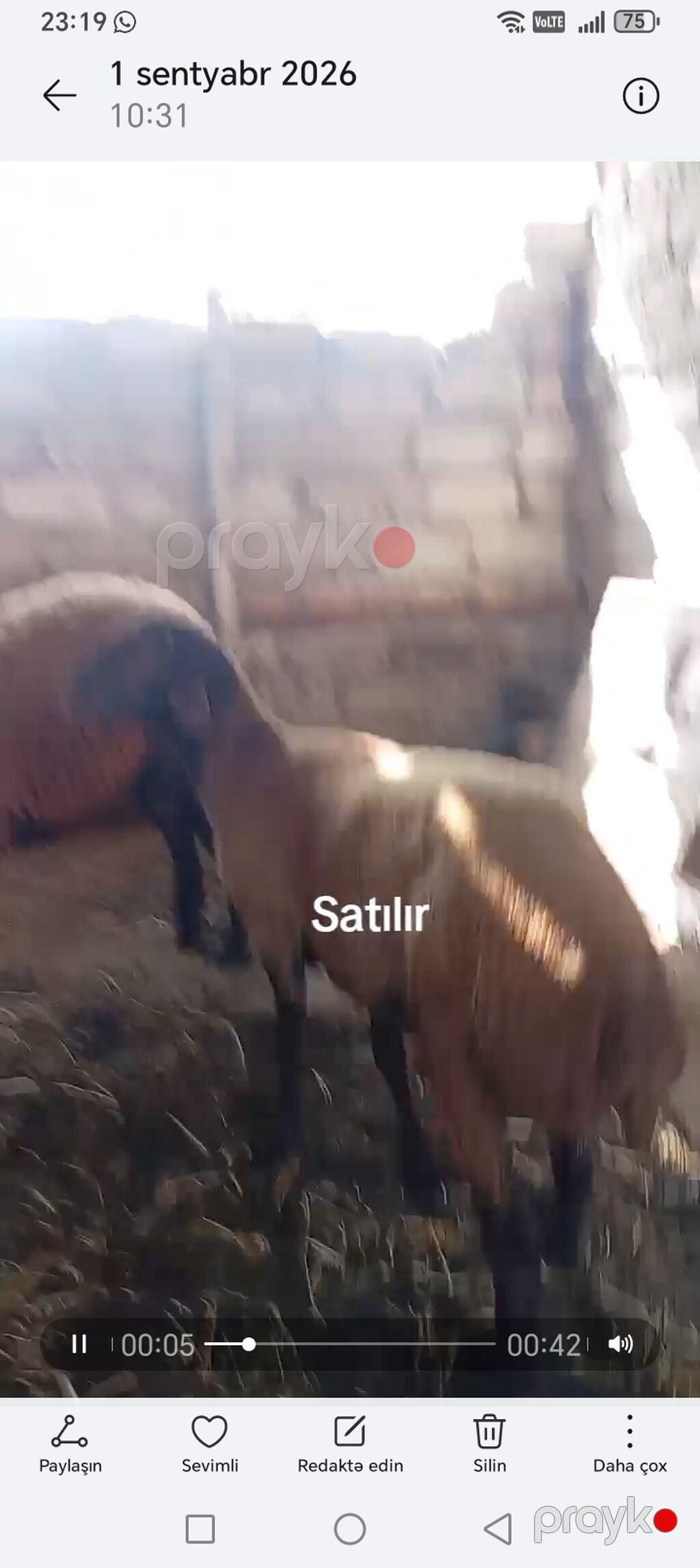 6 ayliq erkekdi — Kənd təsərrüfatı heyvanları, Bakı (3)