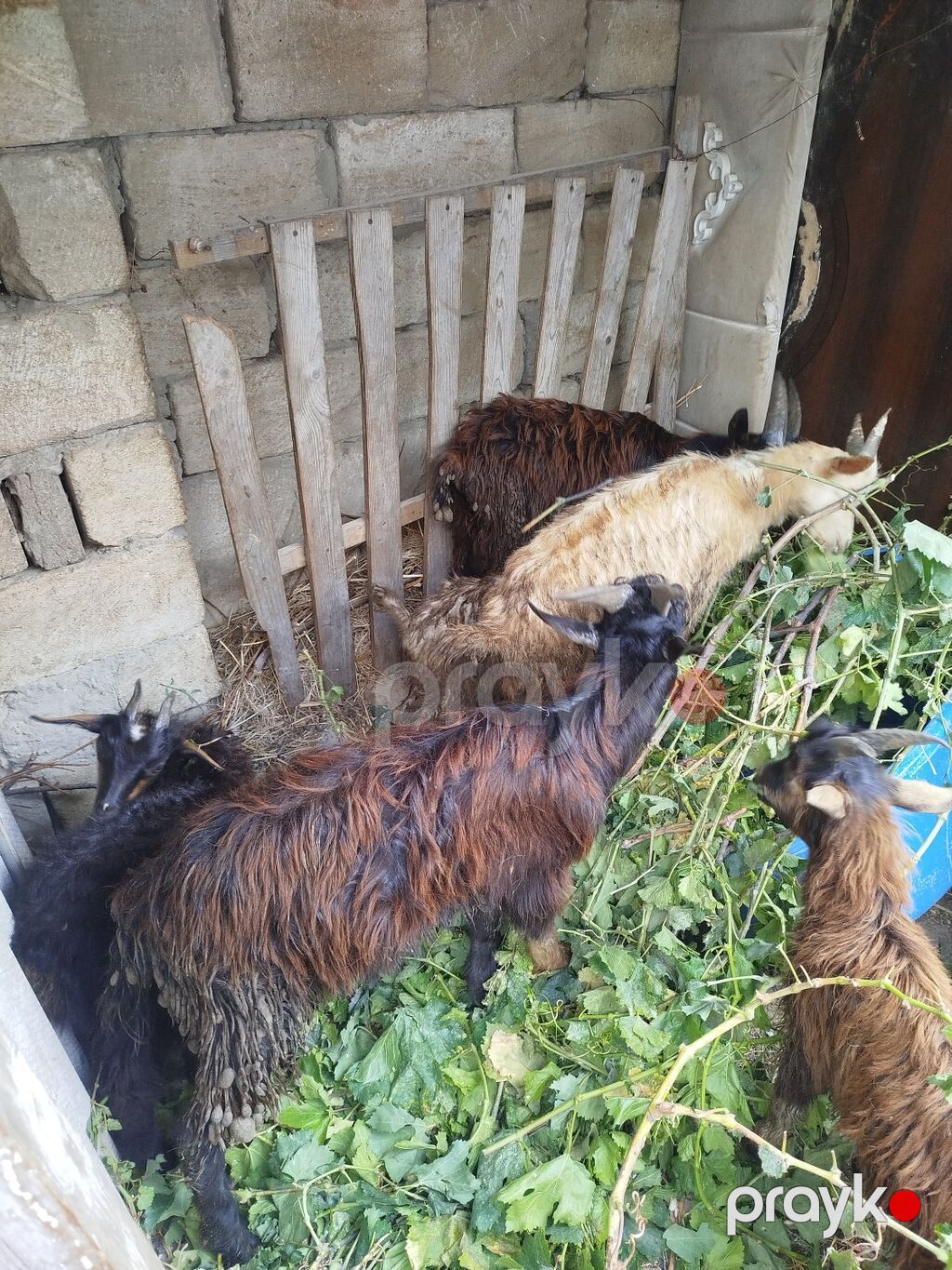 11 ədəd çəpişdi 3 ayliq çepislərdi sağlam heyvanlardi ot arpa yeyir — Kənd təsərrüfatı heyvanları, Bakı (5)