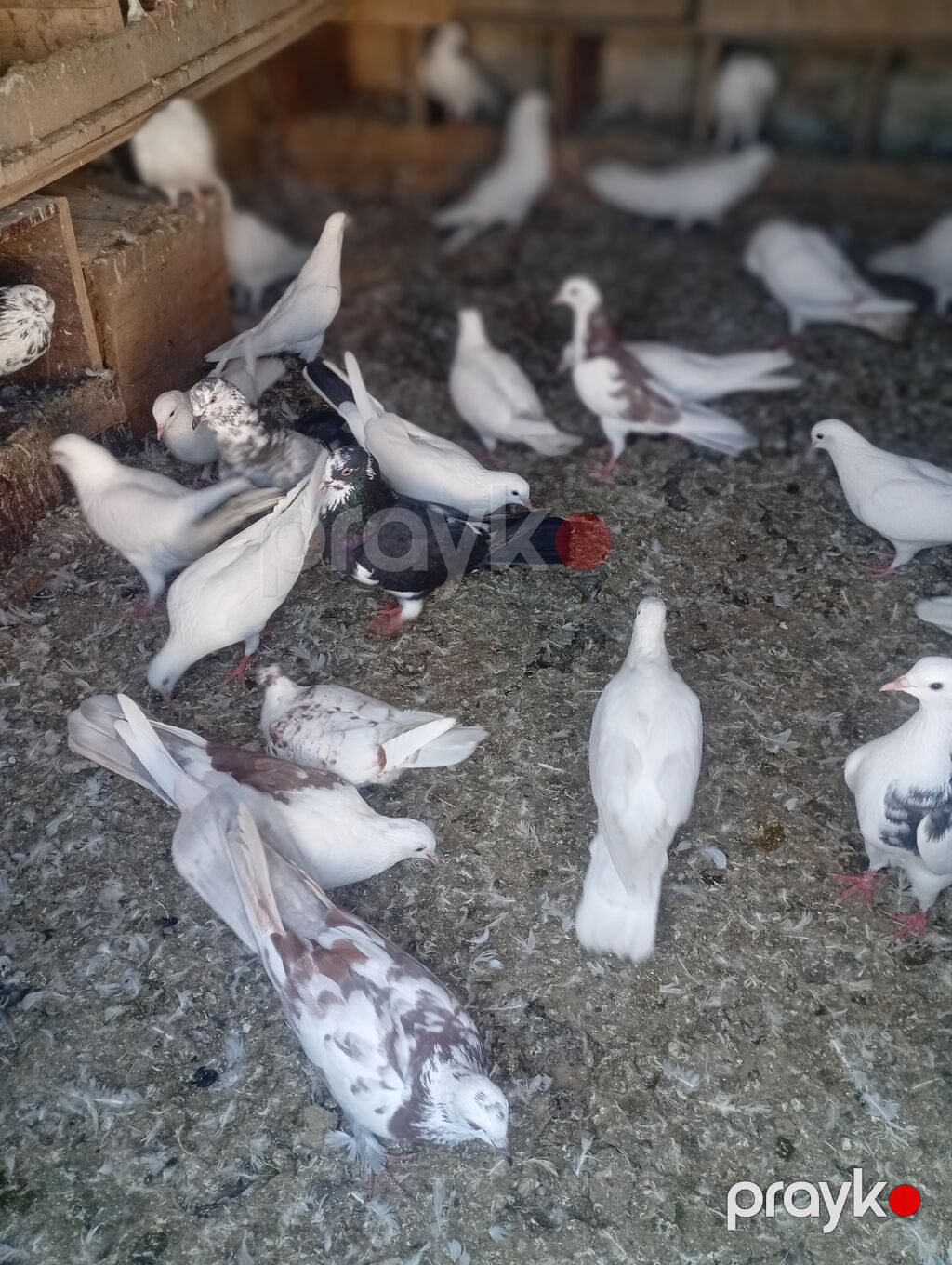 Heyvanlar tergizilir uçuşlu seçme heyvanlardı qiymətlər 20m 100 m kimi — Göyərçin, Xırdalan (2)