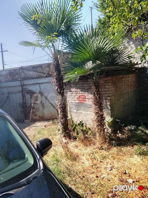Satılır: 2 ədəd dekorativ palma ağacı (Trachycarpus fortunei – yelpik — Şəki