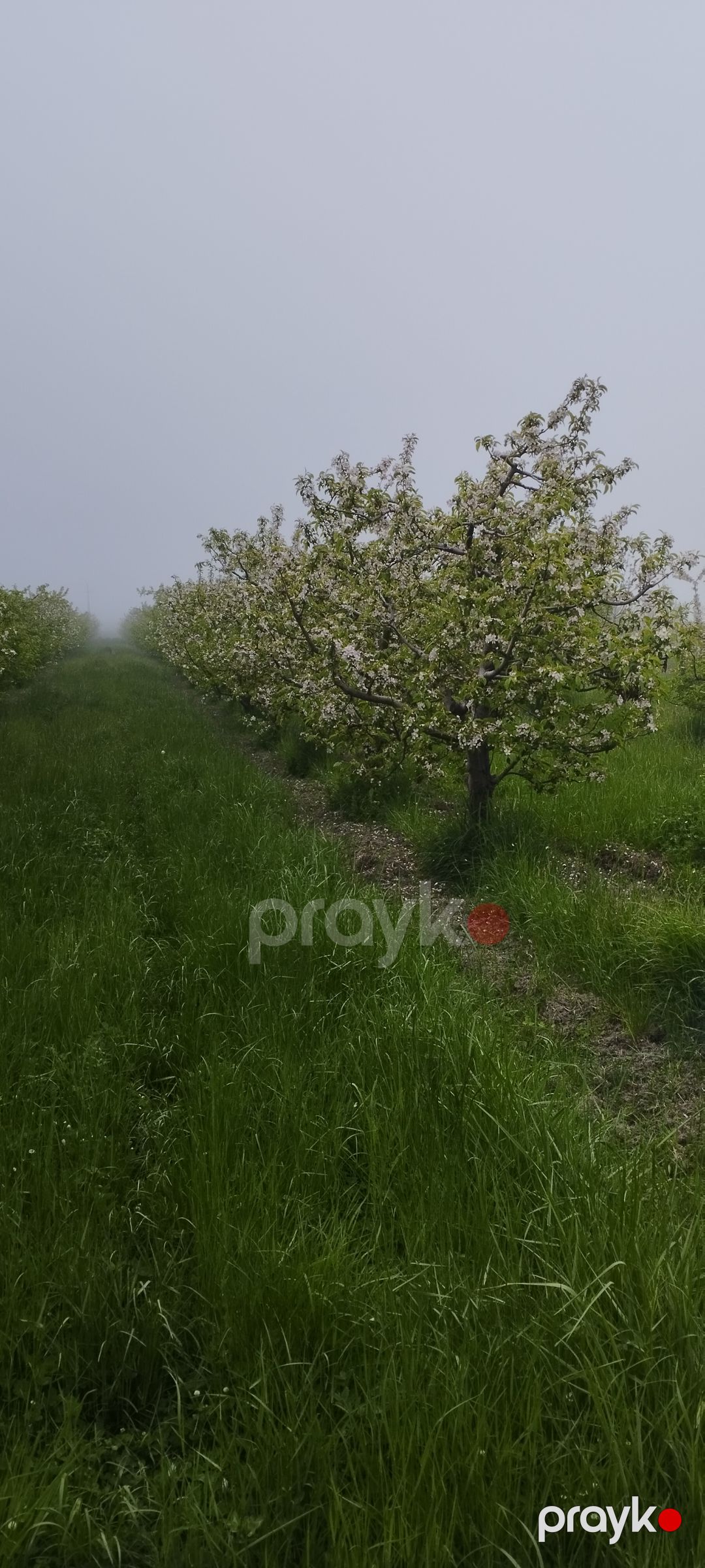 Satış: Torpaq, 115 sot, Quba rayon pasa oba kendi — Torpaq (2)