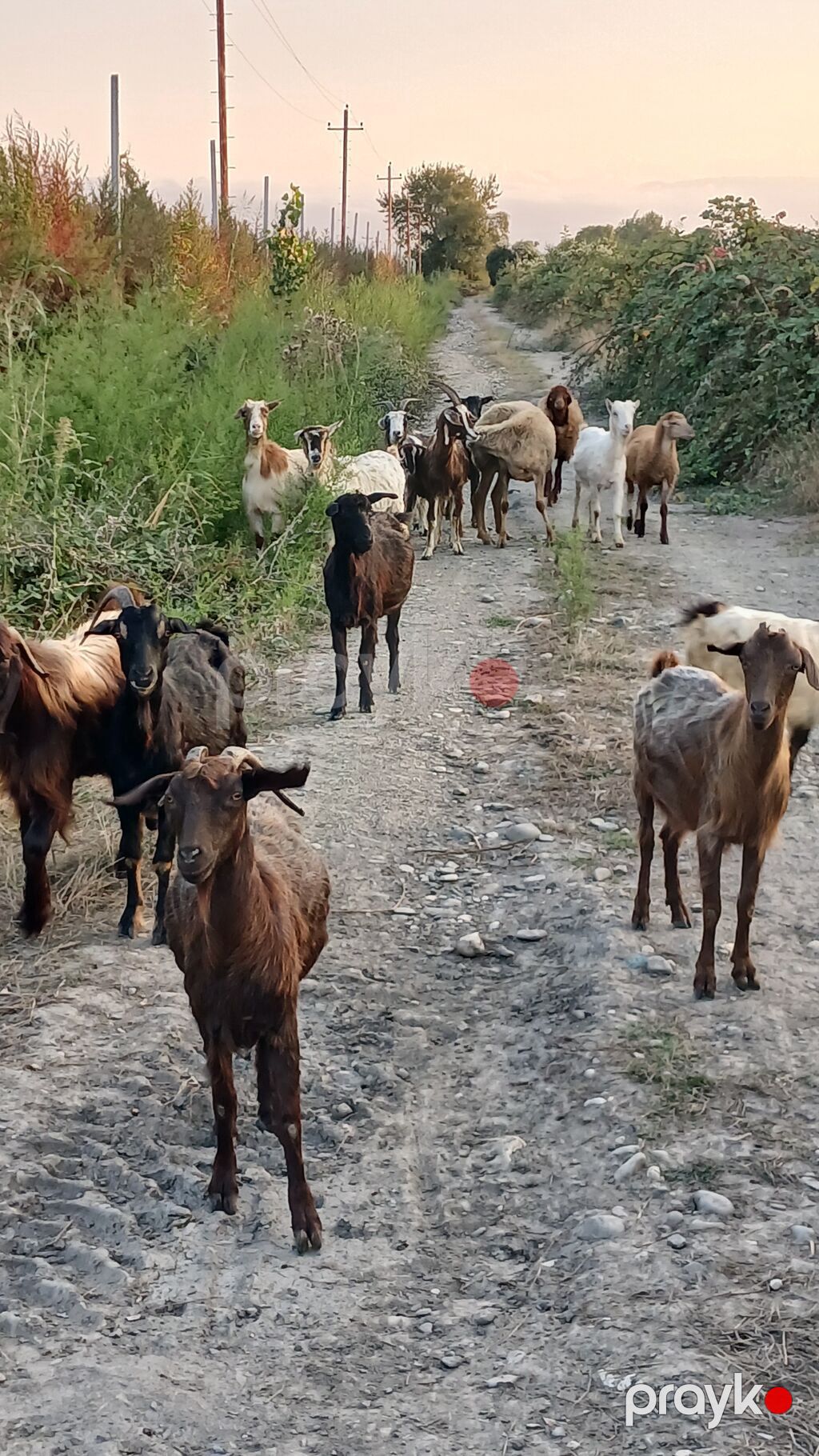 Dişi, il: 2, Damazlıq, Ünvandan götürmə — Kənd təsərrüfatı heyvanları, Quba (3)