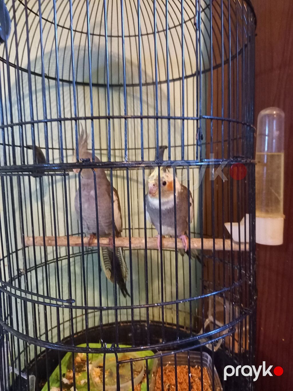 Nimfa (Cockatiel) cütü – qəfəs ilə 70.manat. qefesız.50.m. sultan — Tutyun papağayı, Digah (2)