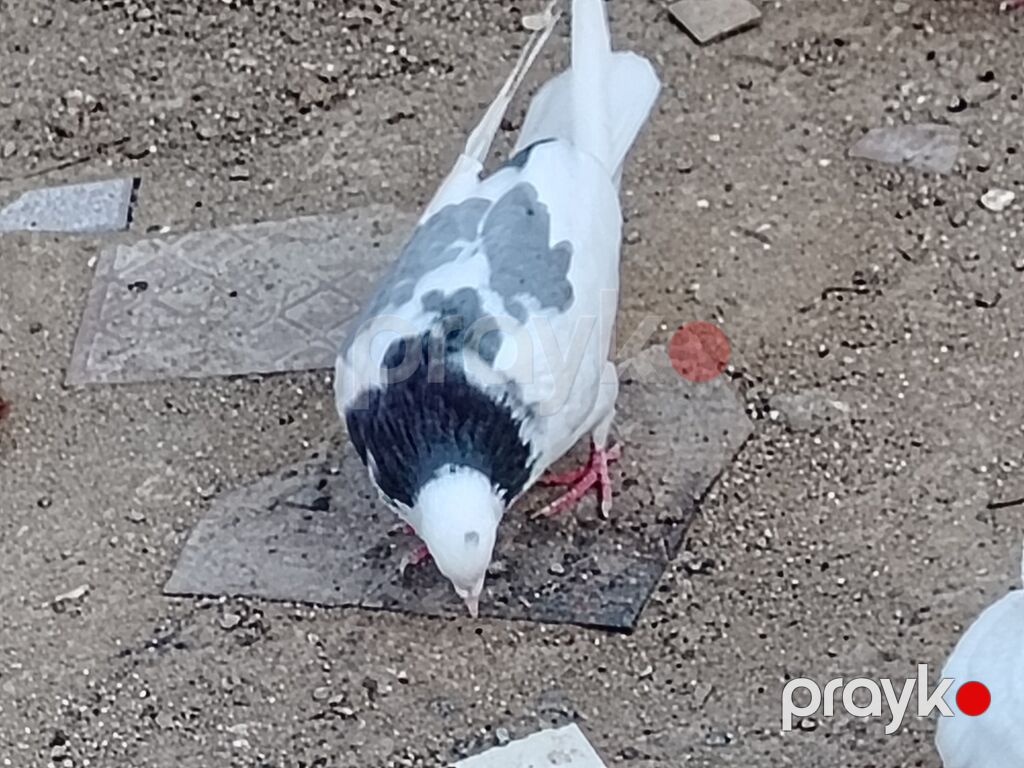 Salam erkeydi tutulma sonqiymeti 20manat qiymete gore aeti narahat — Göyərçin, Digah (4)