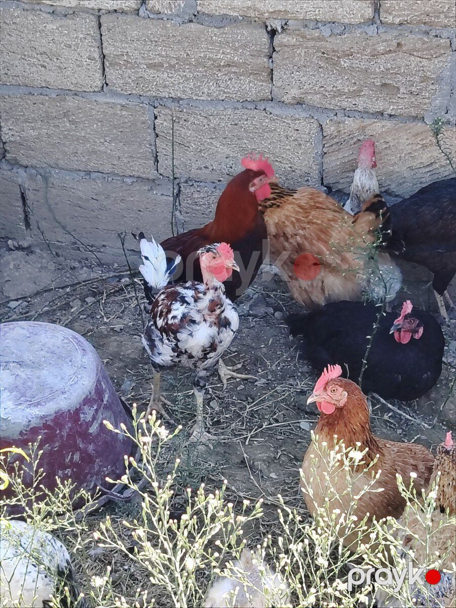Xoruzlar — Kənd təsərrüfatı heyvanları, Sumqayıt
