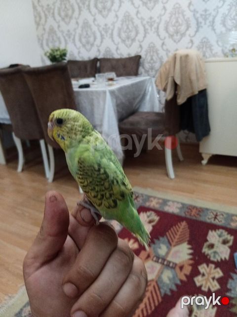 Tutuquşu — Sumqayıt