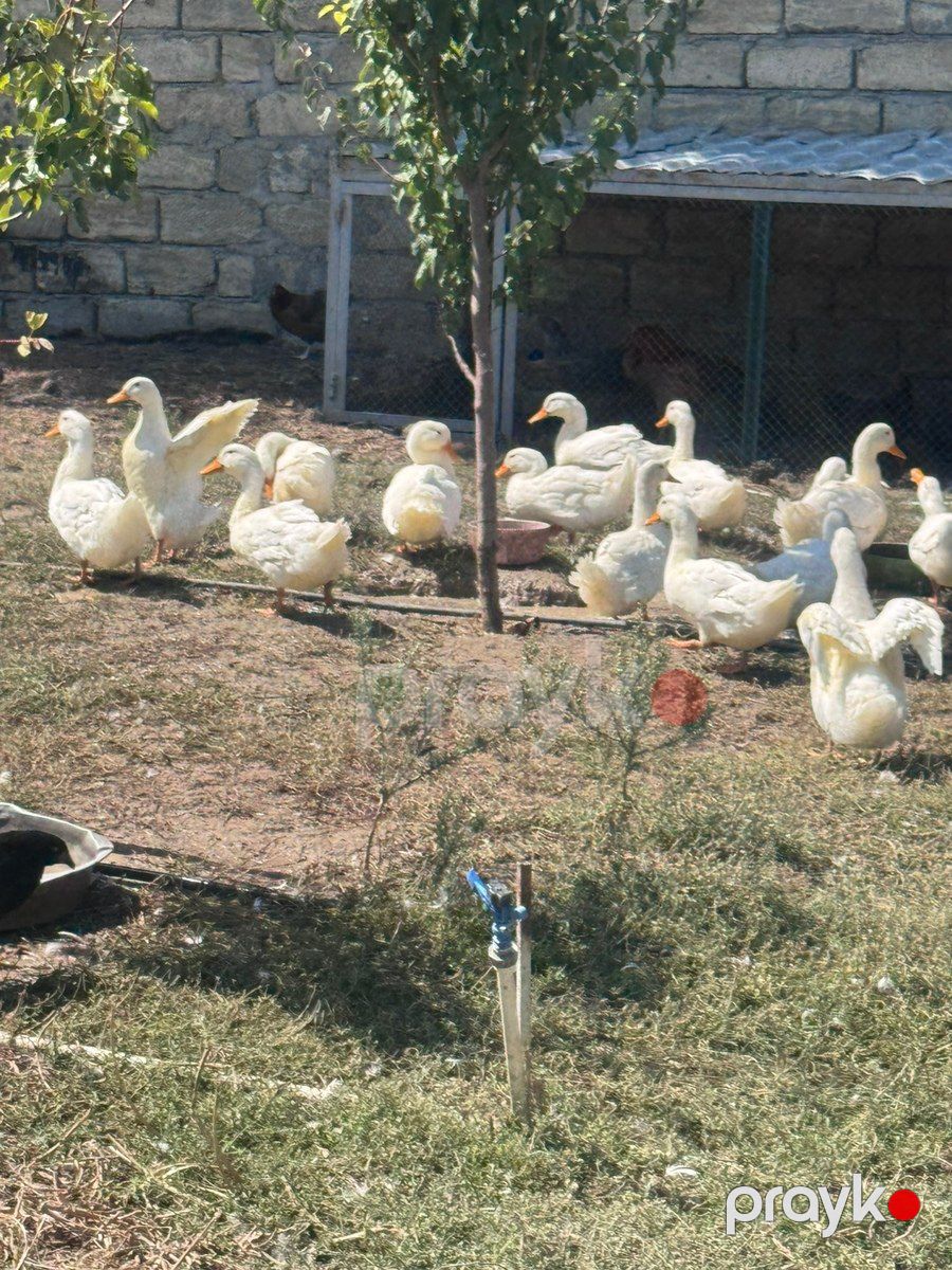 Ördəklər — Quşlar, Bakı (8)