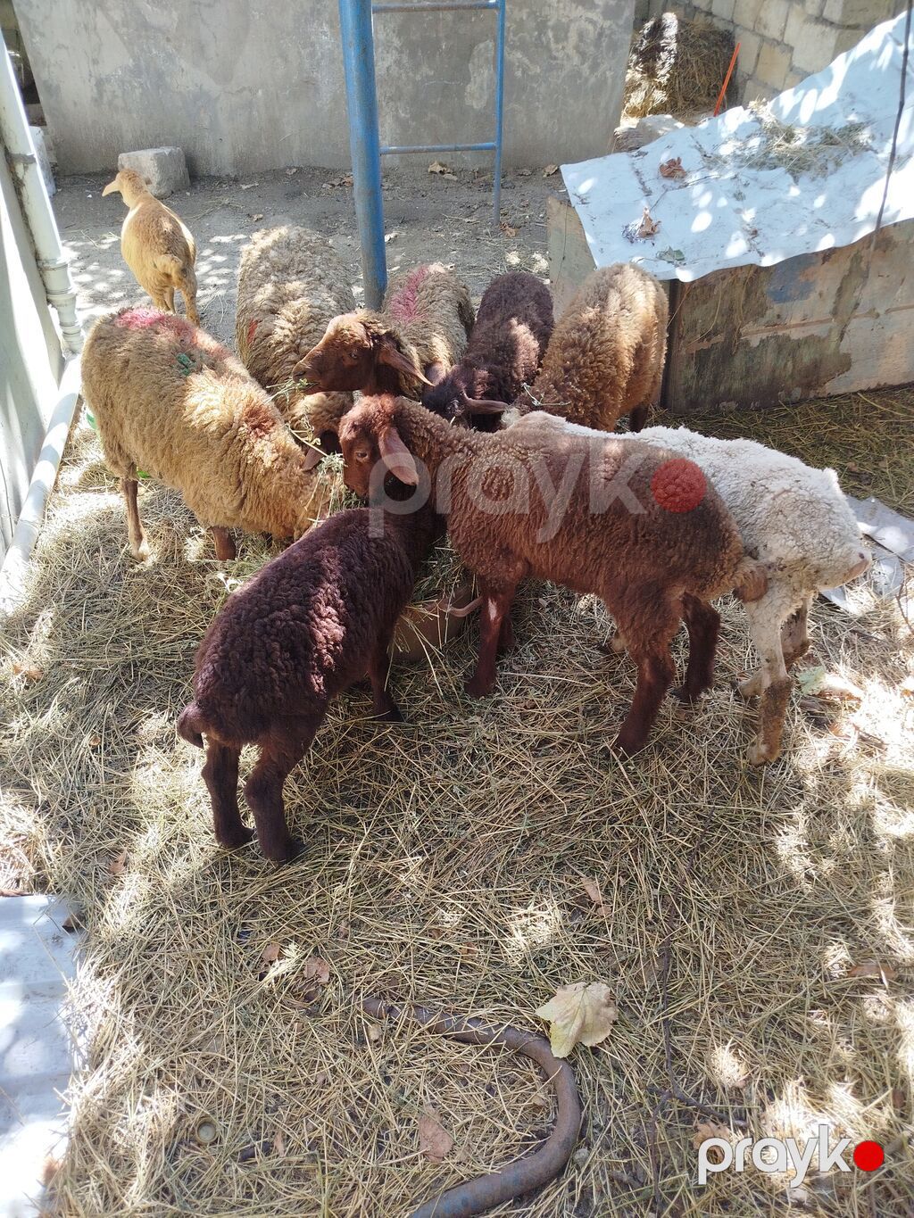 Qoyun və quzu sürüsü satılır 9 quzudu biri 165 le 3 erkek 6 disidi — Kənd təsərrüfatı heyvanları, Digah (2)